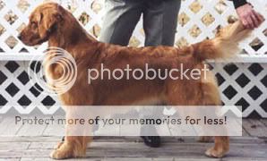 Dog picture