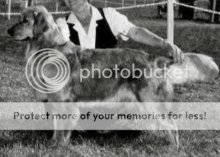 Dog picture