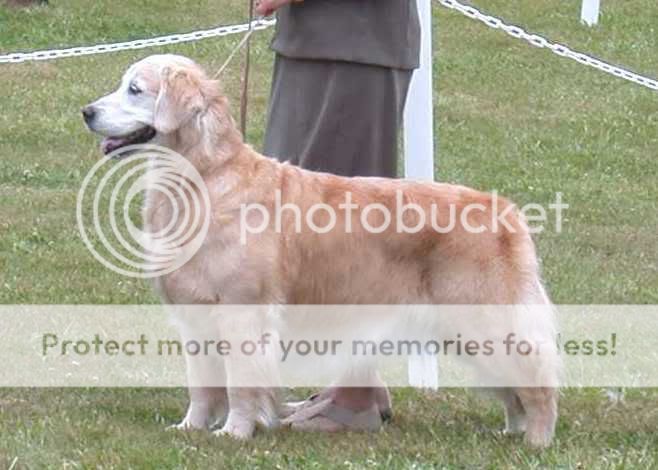 Dog picture