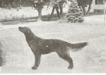 Dog picture