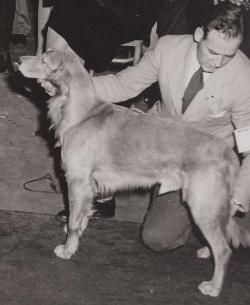 Dog picture