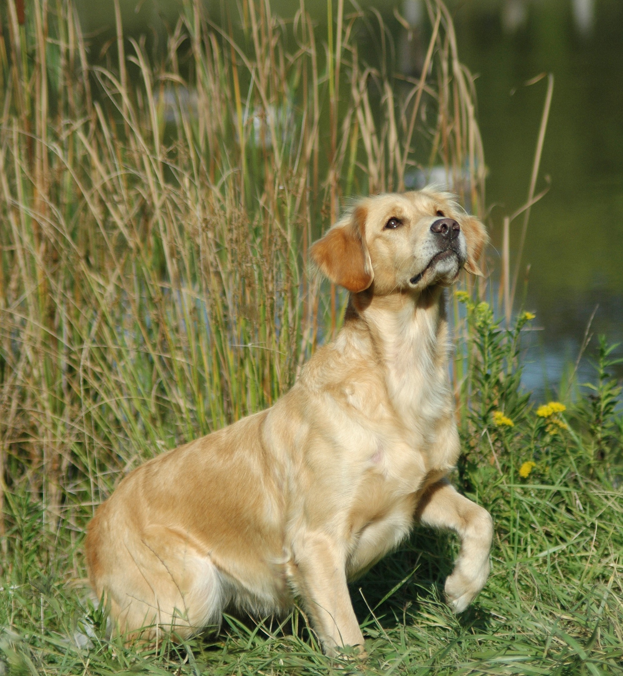Dog picture