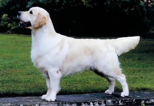 Dog picture