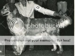 Dog picture