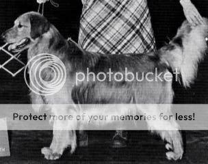 Dog picture