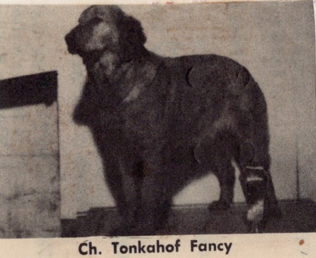 Dog picture