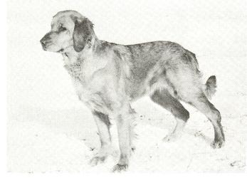 Dog picture