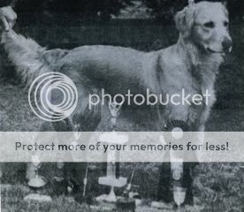 Dog picture