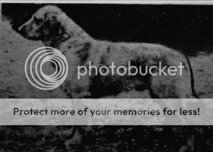 Dog picture