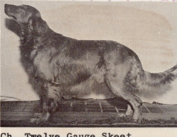 Dog picture