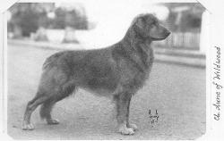 Dog picture