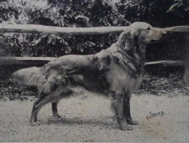 Dog picture