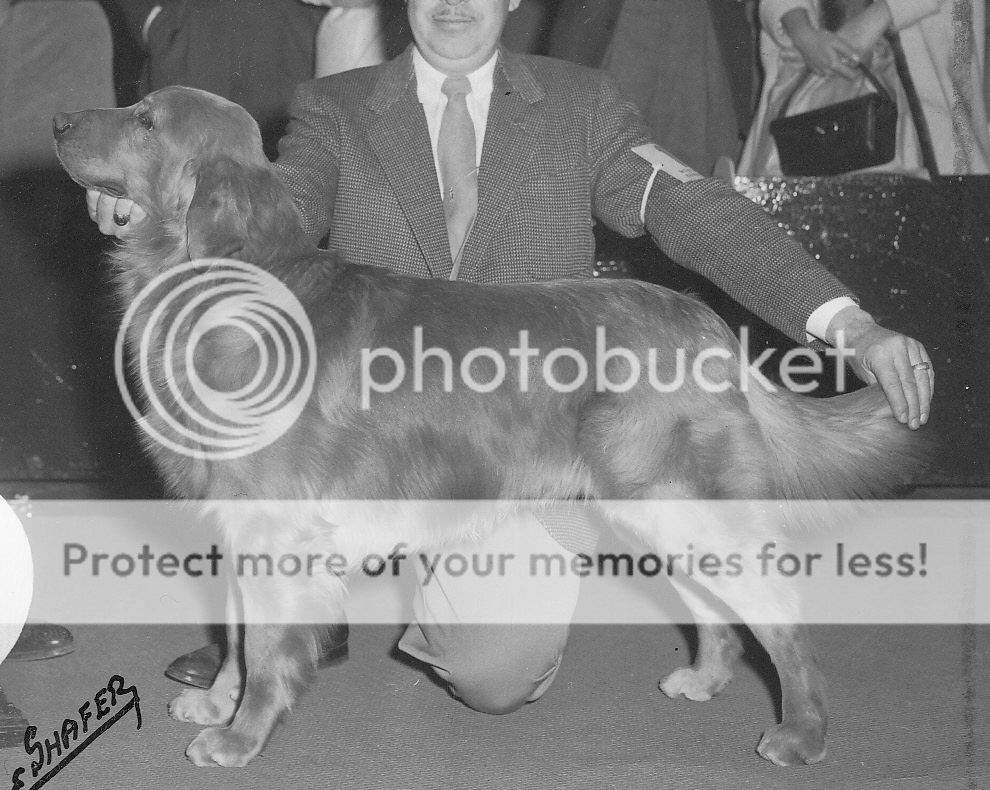 Dog picture