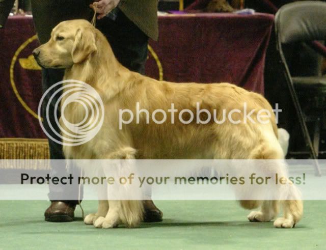 Dog picture