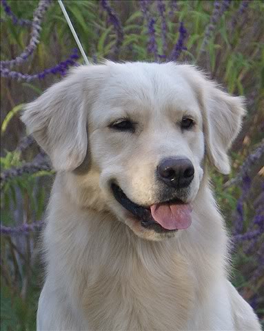 Dog picture