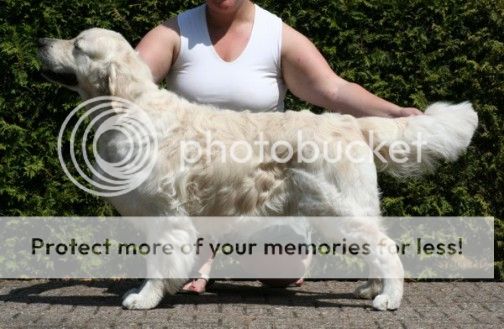 Dog picture