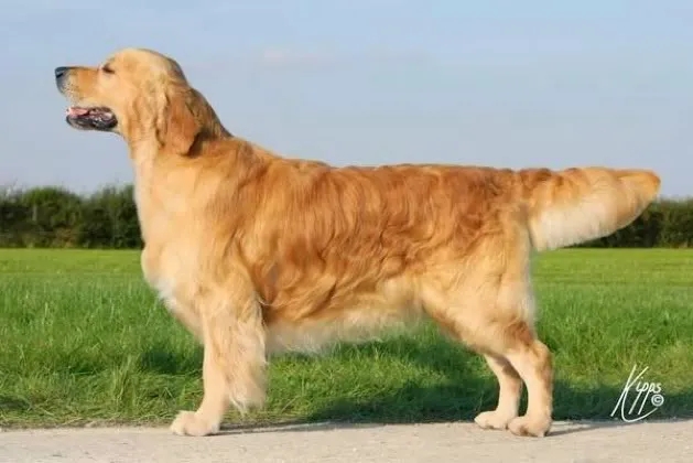 Dog picture