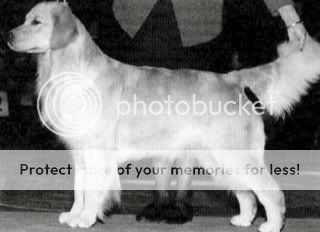 Dog picture