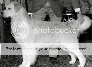 Dog picture