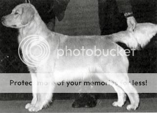 Dog picture