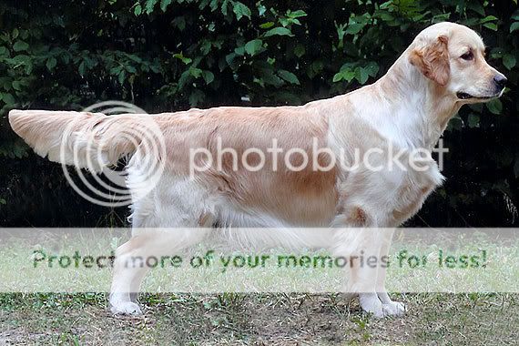 Dog picture