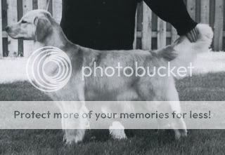 Dog picture