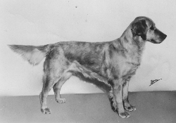 Dog picture