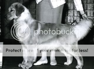 Dog picture