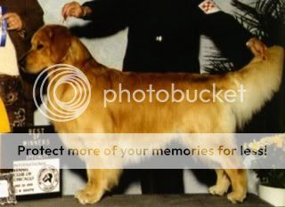 Dog picture