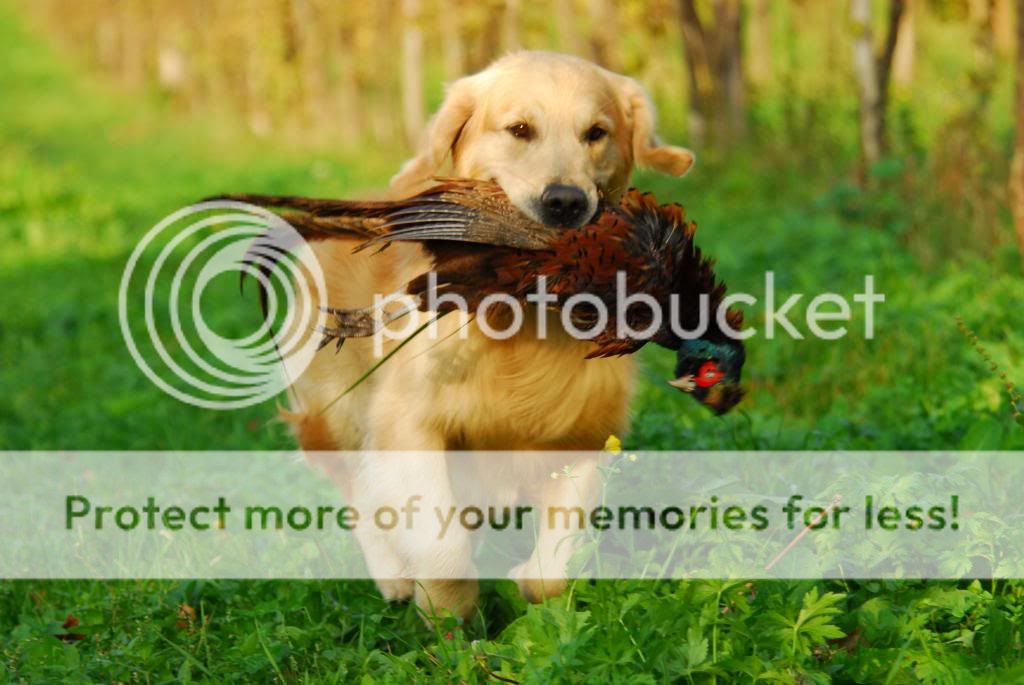 Dog picture