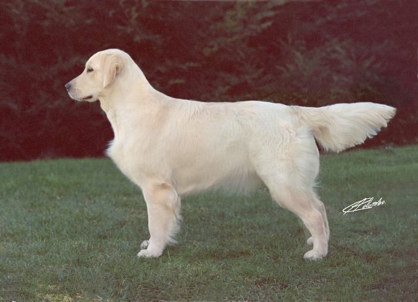 Dog picture