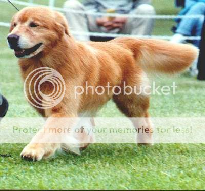 Dog picture