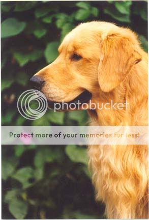 Dog picture