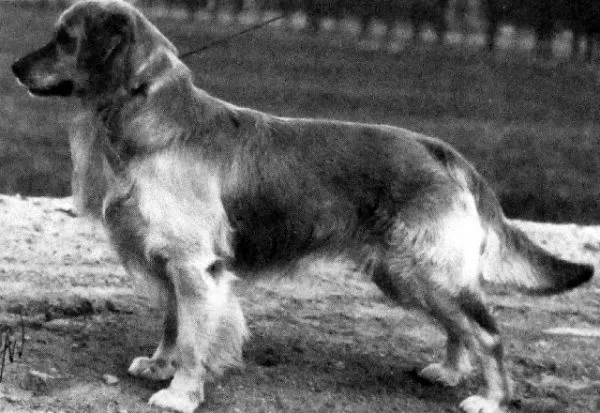 Dog picture