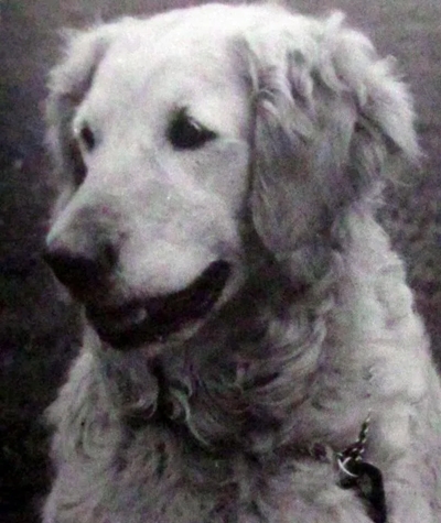 Dog picture