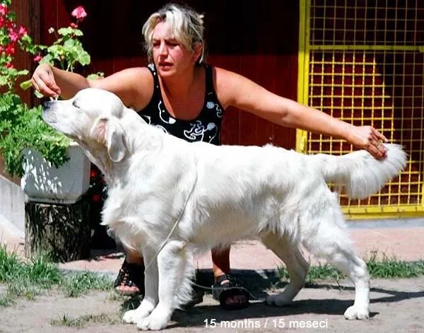 Dog picture