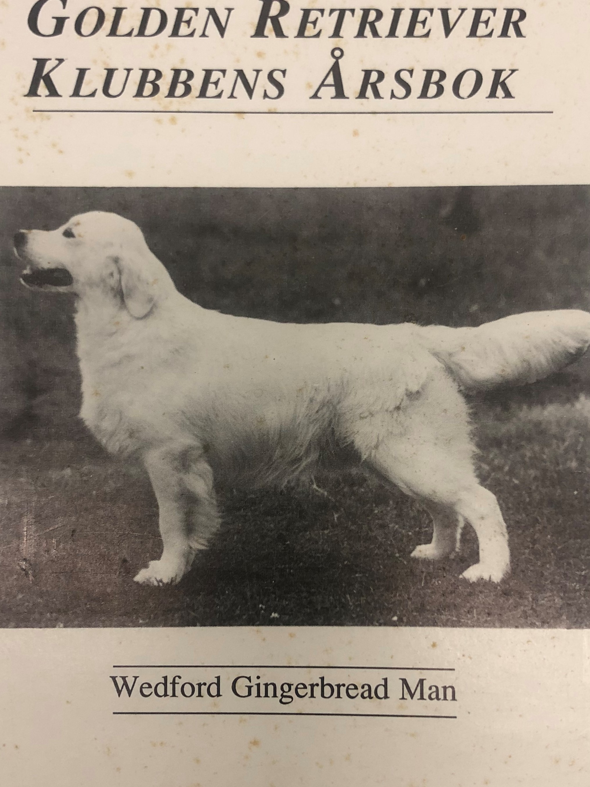 Dog picture