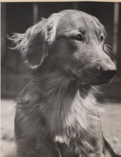 Dog picture