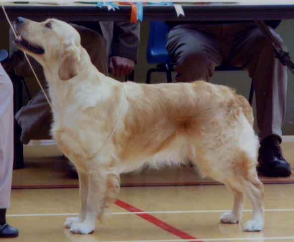 Dog picture