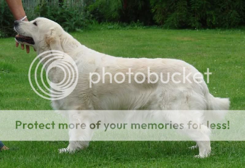 Dog picture