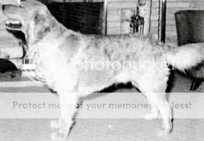 Dog picture