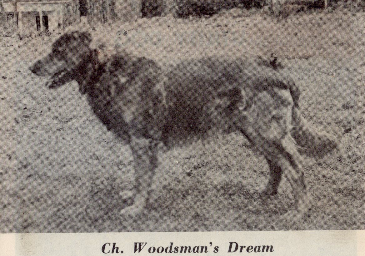 Dog picture