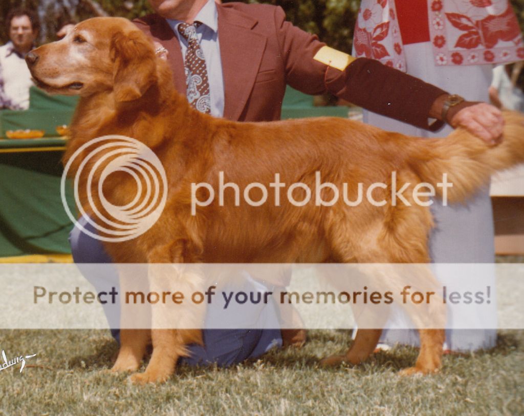 Dog picture