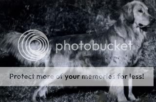 Dog picture