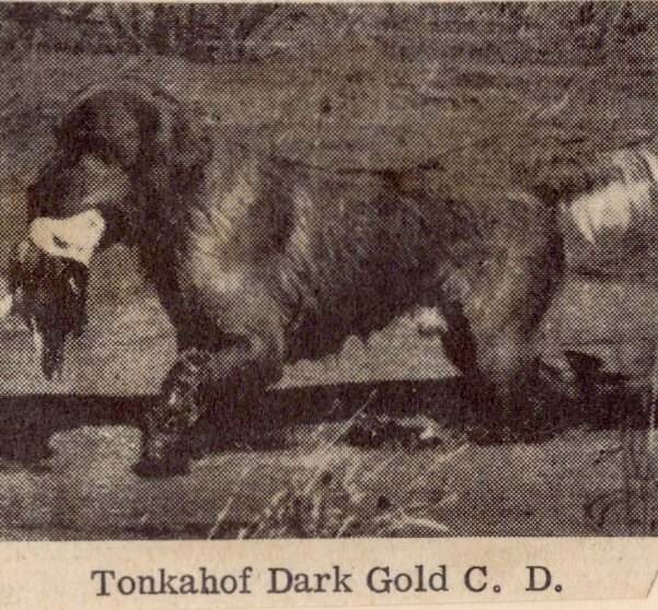 Dog picture