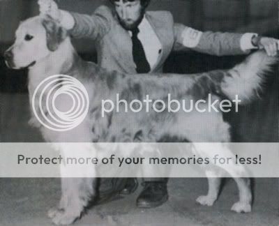 Dog picture
