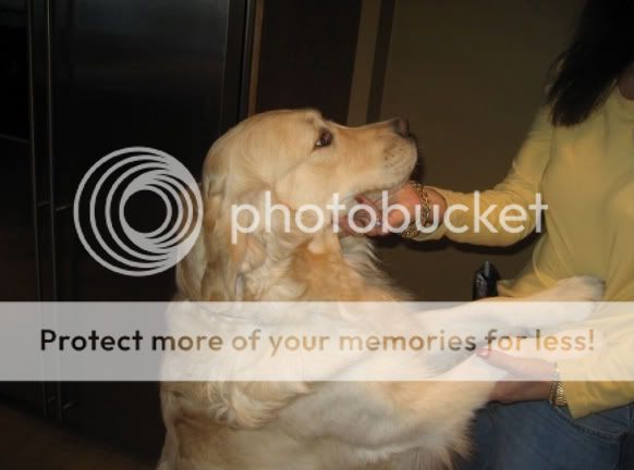 Dog picture