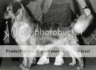 Dog picture