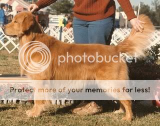 Dog picture
