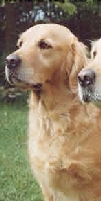 Dog picture